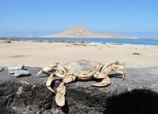 Las 6 Mejores Playas en la región de Antofagasta playas de antofagasta