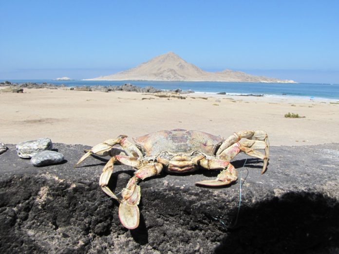 Las 6 Mejores Playas en la región de Antofagasta playas de antofagasta