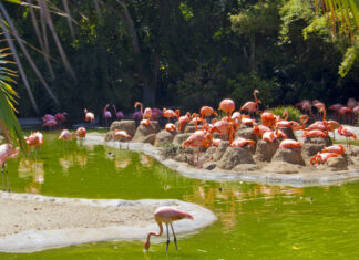 Los 3 mejores Zoo de California (como llegar y disfrutar 100 %)