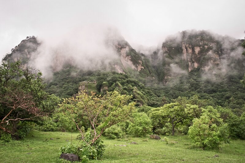 forêt à morelos