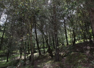 5 Lugares para Acampar en Tecate cinco lugares para acampar en tecate bosque