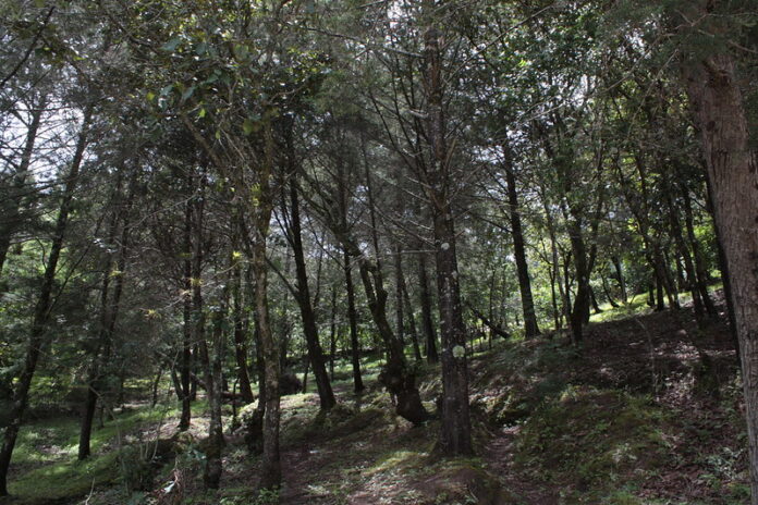 5 Lugares para Acampar en Tecate cinco lugares para acampar en tecate bosque
