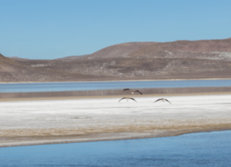 8 Mejores Playas De Arequipa