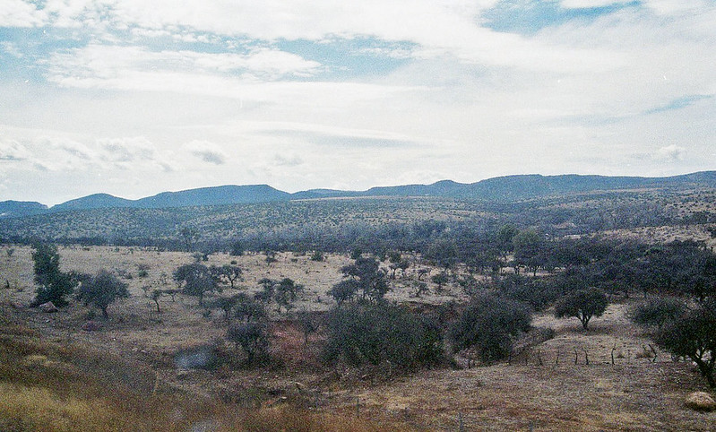 forêt de Guadalajara