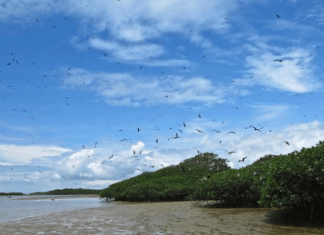 9 Mejores Playas De Tumbes