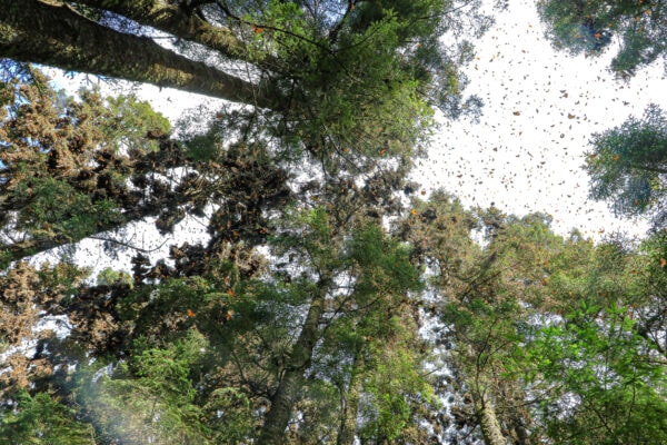 Réserve de biosphère des papillons