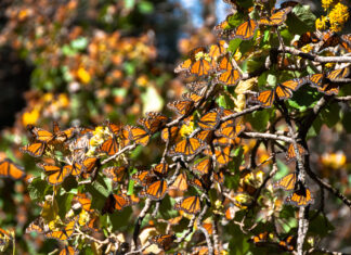 Reserva de la Biosfera de la Mariposa