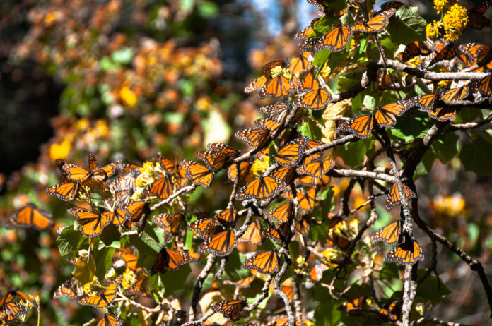 Reserva de la Biosfera de la Mariposa