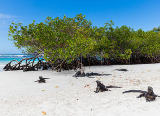 10 Mejores Playas De Salvador De Bahía