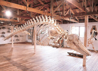 8 Museos De Punta Arenas Que No Puede Perderte