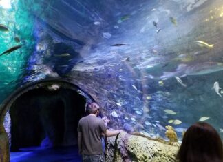 6 Cosas para hacer en Orlando aparte de los Parques