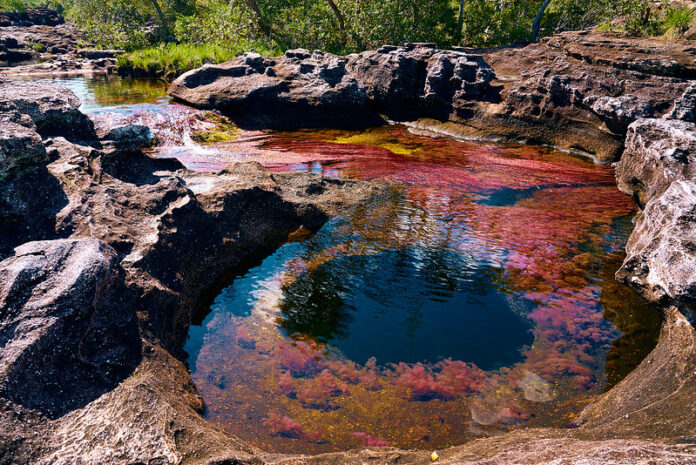 Descubre los Mejores 9 Atractivos Naturales de Colombia Caño Cristales