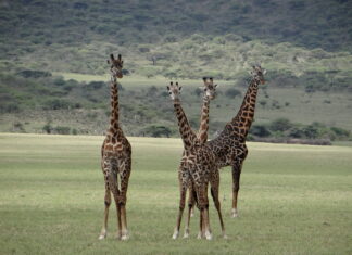 9 Mejores Atractivos turísticos de Tanzania Parque Nacional del Serengeti