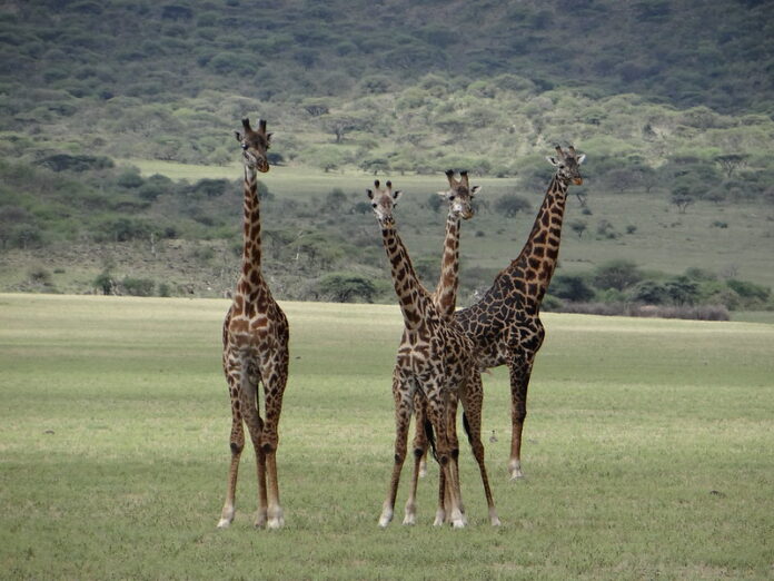 9 Mejores Atractivos turísticos de Tanzania Parque Nacional del Serengeti