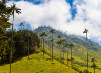 8 Mejores Atractivos Turísticos del Eje Cafetero colombiano Valle de Cocora
