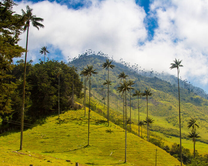 8 Mejores Atractivos Turísticos del Eje Cafetero colombiano Valle de Cocora
