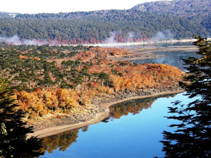 Cosas Qué Ver y Hacer en Melipeuco Parque Nacional Conguillío