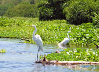 Las 8 Ciénagas Más Hermosas de Colombia Ciénaga Grande de Santa Marta (Magdalena)