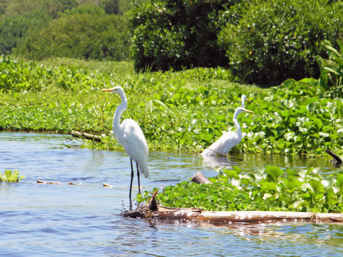 Las 8 Ciénagas Más Hermosas de Colombia Ciénaga Grande de Santa Marta (Magdalena)