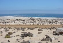 10 Mejores Atractivos Turísticos De Taltal Parque Nacional Llanos de Challe