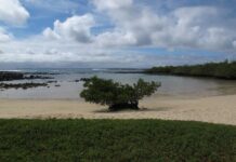 6 Mejores Atractivos Turísticos de Puerto Ayora Tortuga Bay