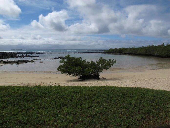 6 Mejores Atractivos Turísticos de Puerto Ayora Tortuga Bay