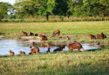 5 Mejores Lugares Turísticos de Barinas hatos, Barinas