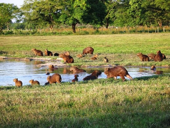 5 Mejores Lugares Turísticos de Barinas hatos, Barinas