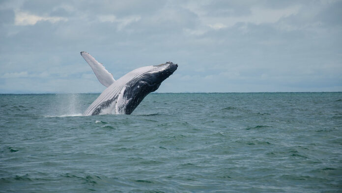 Cosas Qué Ver y Hacer en Buenaventura Playas de