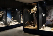 5 Mejores museos de Huancayo Museo de Arqueología Catalina Huanca