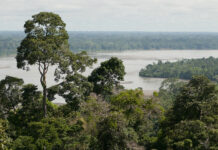 11 Mejores Atractivos Naturales de la Amazonía ecuatoriana Parque Nacional Yasuní