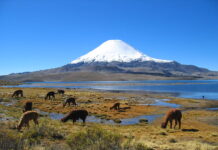 Mejores Atractivos Turisticos de Parinacota Volcán Parinacota