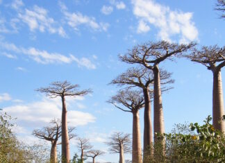 10 Mejores Atractivos Turísticos de Madagascar Avenida de los Baobabs