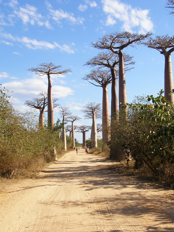 10 Mejores Atractivos Turísticos de Madagascar Avenida de los Baobabs