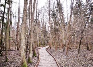 11 Mejores atractivos naturales de Polonia Bosque de Białowieża