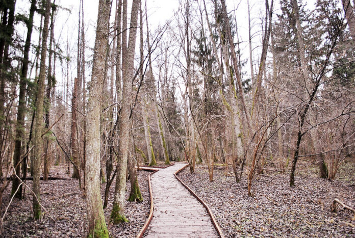 11 Mejores atractivos naturales de Polonia Bosque de Białowieża